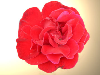 Close-up of red rose over white background