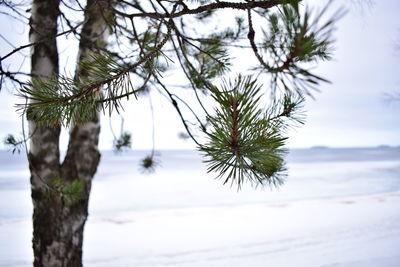 Close-up of pine tree during winter