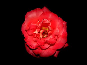 Close-up of red flower over black background