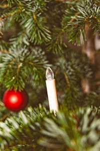 Close-up of christmas tree on plant