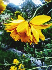 Close-up of yellow flowering plant