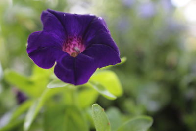 Close-up of purple flower blooming outdoors