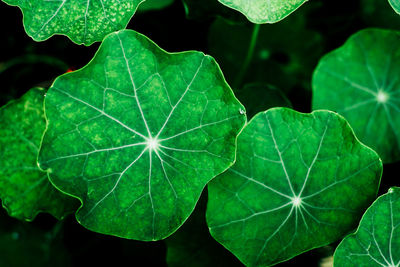 Top view of fresh green leaves foliage growing outdoor. natural greenery background.