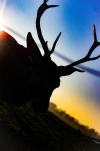 Close-up of silhouette deer against sky during sunset
