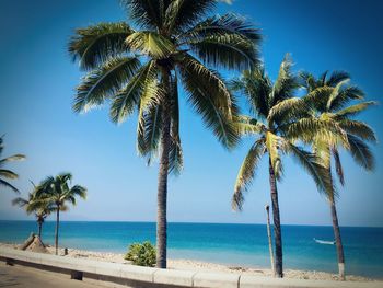 Palm trees at beach against clear blue sky