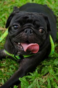 Close-up portrait of a dog