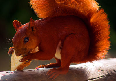 Close-up of squirrel eating bread on wood