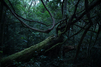 Trees in forest