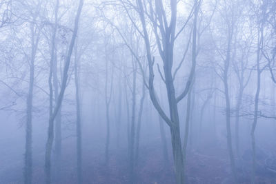 Bare trees in forest during winter