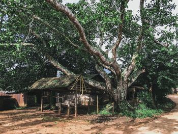 Large tree by building in forest