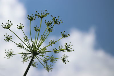 Low angle view of flowering plant against sky