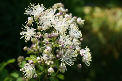 Close-up of white flowering plant