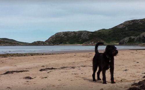 Dog on beach against sky