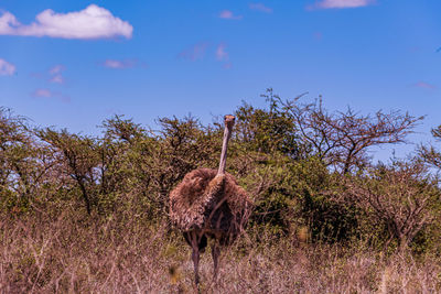 Giraffes on grassy field against sky