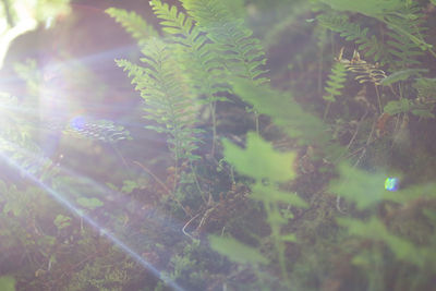 Close-up of plants growing on land