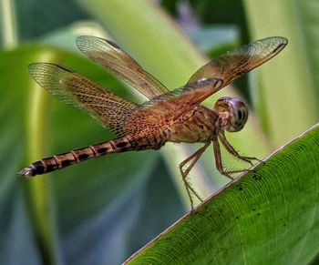 Close-up of dragonfly on leaf