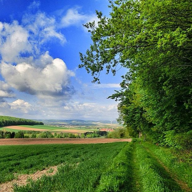 field, landscape, tranquil scene, sky, tranquility, tree, rural scene, agriculture, growth, grass, scenics, beauty in nature, nature, green color, farm, crop, cloud, cloud - sky, cultivated land, grassy