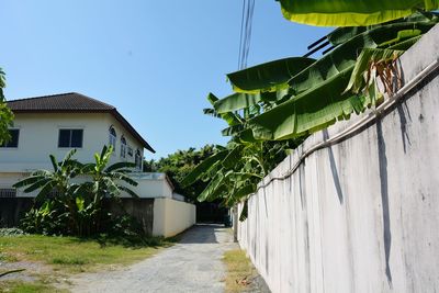 Plants growing outside building by road against sky