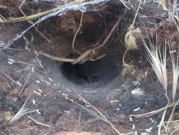 High angle view of a spider web