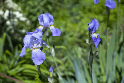 flowering plant