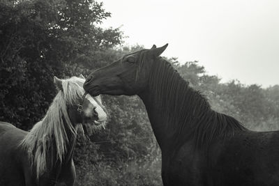 Close-up view of horse horse pony eyes snout in haze fog foggyhorse standing against sky kiss