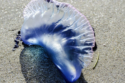 Jellyfish at beach