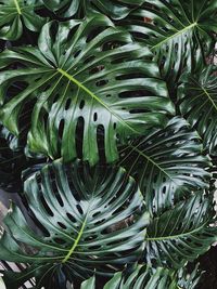 Full frame shot of green leaves