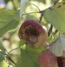 Close-up of fruit growing on plant