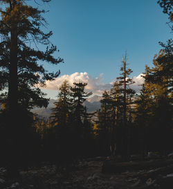 Trees in forest against sky