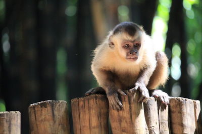 Portrait of monkey on wood