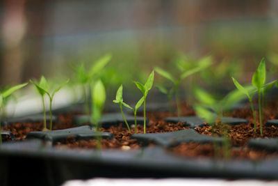 Close-up of small plant growing on field