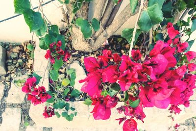 Close-up of pink flowers