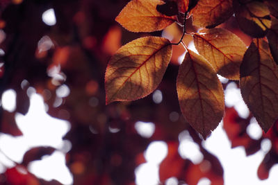 Close-up of dry leaves on tree
