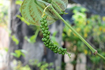 Close-up of berries on plant