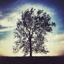 Bare trees on field against cloudy sky