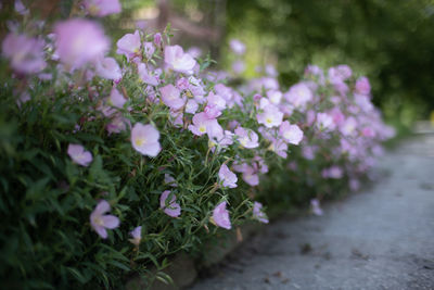 Close-up of pink flowering plant