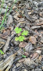High angle view of tree roots on field