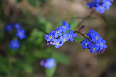 Forget-me-not flowers blooming outdoors