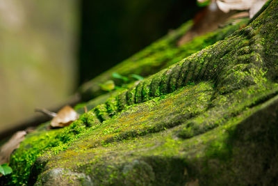 Close-up of moss growing on tree