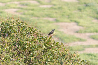 Bird perching on plant in field