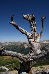 Close-up of dead tree against clear sky