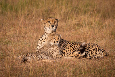 Cheetahs looking away while sitting on grassy field in forest