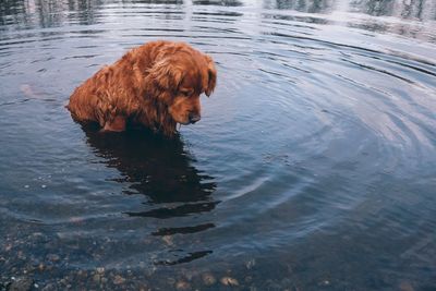 Dog swimming in lake