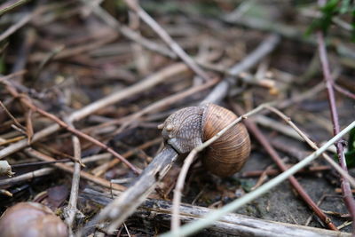 Close-up of snail on land