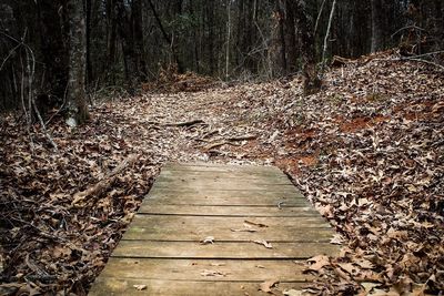 Boardwalk in forest against sky