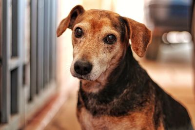 Close-up portrait of dog looking at camera