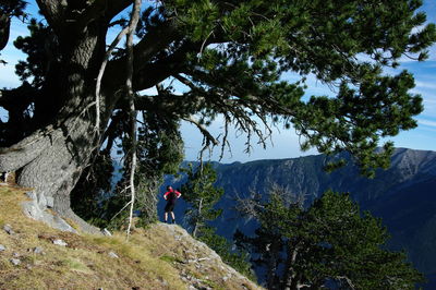 Man standing on rock formation by tree in mountain