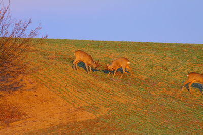 Deer grazing on field against clear sky