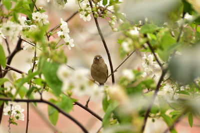 Close-up of bird perching on tree