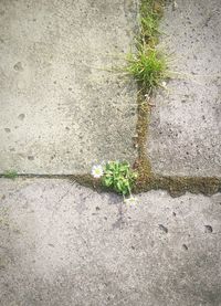 Plant growing on a tree